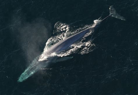 Blue Whale, Blue Whale Free Stock Photo - Public Domain Pictures