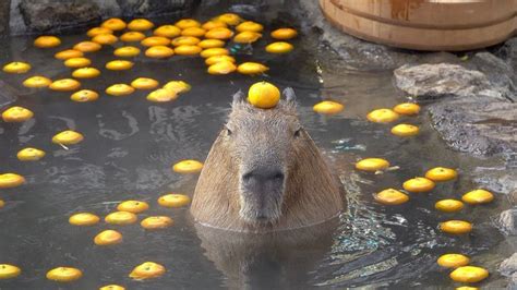 Capybara with mandarin orange on head in the open-air bath☆みかんを頭にのせる ...