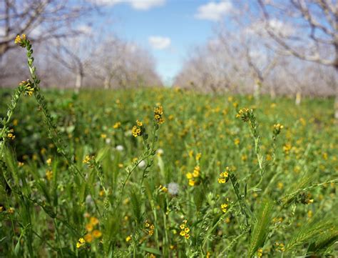 Cover Crops in Your Vegetable Garden: A Complete Guide