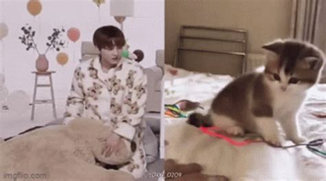 Jungwon Cat GIF - Jungwon Cat Enhypen - Discover & Share GIFs Funny ...