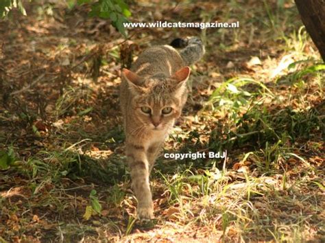 African Wild Cat (Felis Silvestris Lybica) - Wild Cats Magazine