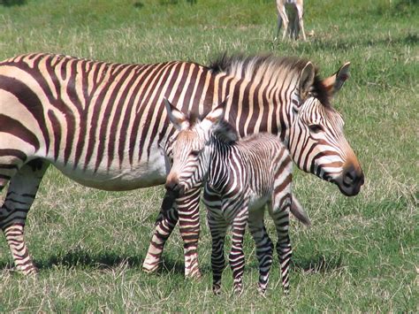 Fossil Rim Wildlife Center | Mountain zebra, Plains zebra, Zebra