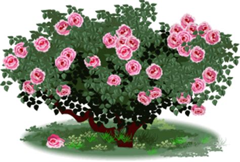 Rose bush clipart - Clipground