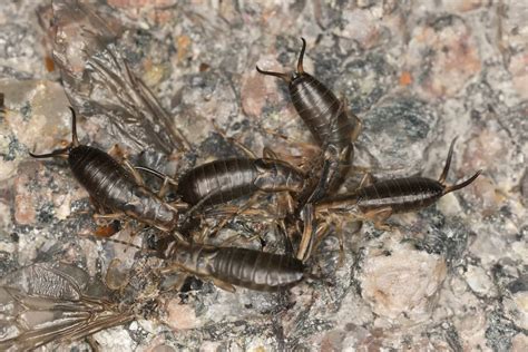 Earwigs In My House: How To Get Rid Of Them?