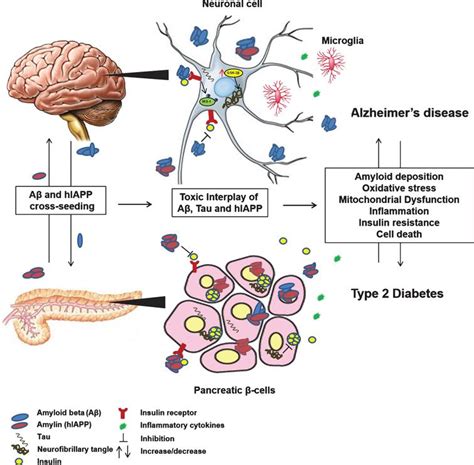 The Link between Type 2 Diabetes and Neurodegeneration: Roles for ...