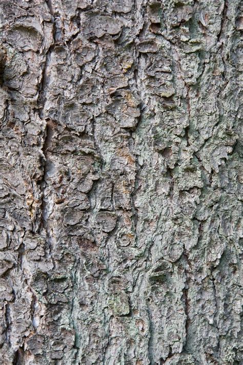 Old pine tree trunk texture — Stock Photo © snowturtle #2453367