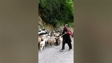 Gujjar Bakarwals of & Kashmir with their great herders of goat and ...