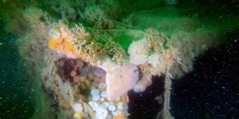 This World War II Shipwreck Is Leaking Toxins Into the Ocean