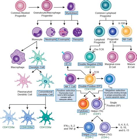 Differentiation of hematopoietic cells | Medical laboratory science, Medical laboratory, Hematology