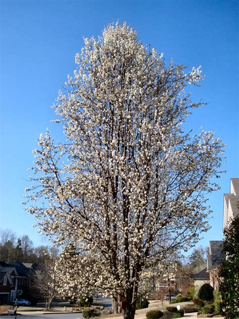 26 Fantastic Flowering Pear Tree Varieties - ProGardenTips