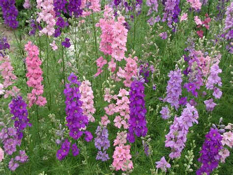 Larkspur - strong-growing upright perennial - Full Sun - Sheltered - well drained | Planting ...