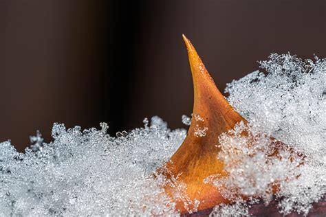 Snow and ice macro on Behance