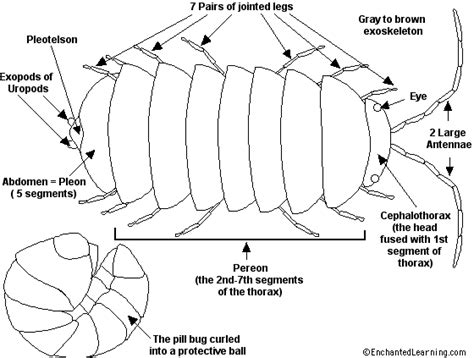 Pill bugs - environmental science