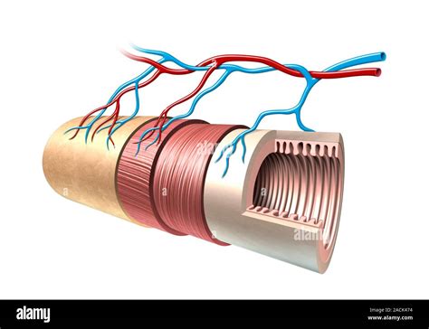 Anatomía intestinal. Equipo ilustraciones mostrando las capas del ...