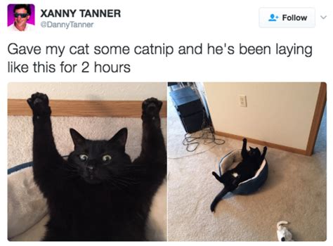 17 Memes That Will Make You Love Cats Even More