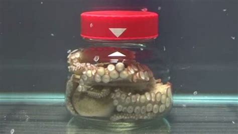 Octopus Vs. Jar | IFLScience