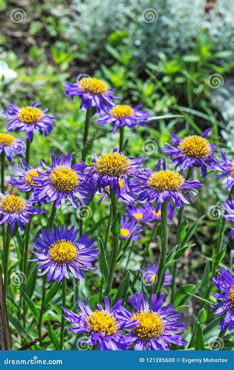 Blooming Alpine Aster Aster Alpinus Stock Photo - Image of garden, aster: 121285600