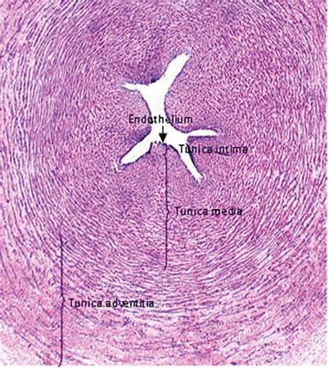 Histology of Umbilical Cord in Mammals | IntechOpen