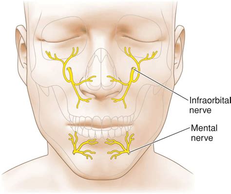 How Many Nerves Does The Lips Have | Lipstutorial.org