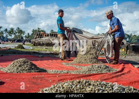 People prepare anchovies, locally called Dagaa, for drying at Mkokotoni village, Zanzibar. Local ...