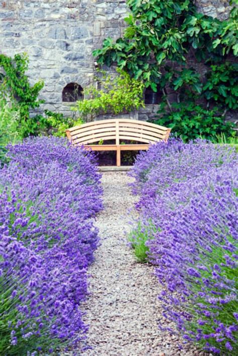 Munstead lavender, Deer resistant plants, Drought tolerant plants