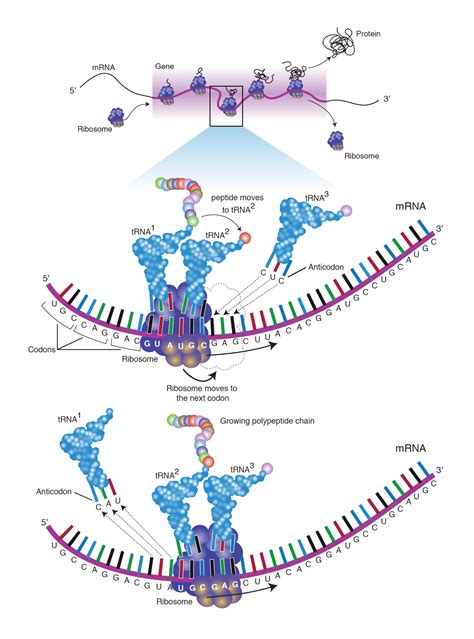 Gene Expression and Cell Specialization Study Guide - Inspirit