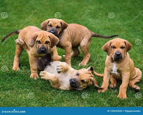 Four Fila Brasileiro Brazilian Mastiff Puppies Having Fun Stock Photo - Image of playful ...