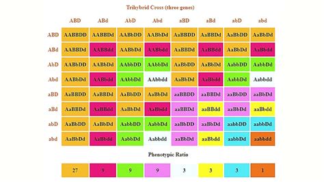 Trihybrid Cross Punnett Square