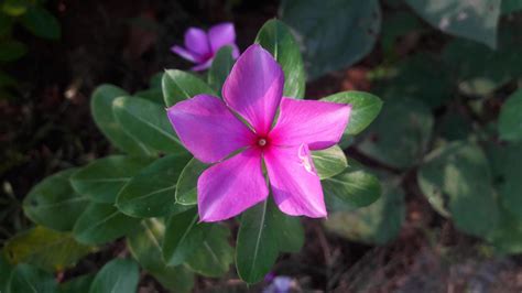 madagascar periwinkle flower on a plant 13843426 Stock Photo at Vecteezy