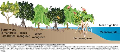 Dominant mangrove species of south Florida | Media Library | Integration and Application Network