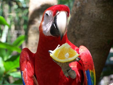 What Do Macaws Eat In The Tropical Rainforest - WHATDOSJ