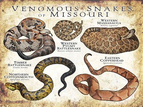 Venomous Snakes of Missouri Poster Print