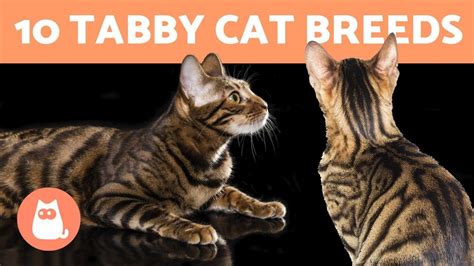 10 TABBY CAT BREEDS 🐯 Cats with Striped Coats – Pet News Live