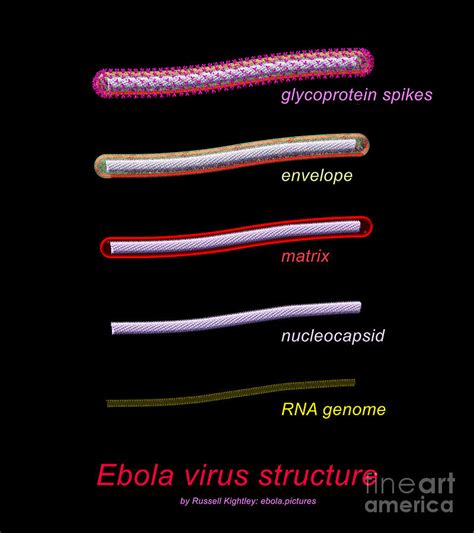 Ebola Virus Structure #1 Annotated Digital Art by Russell Kightley