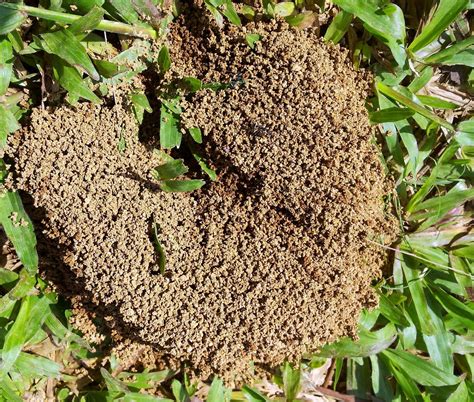 Tropical Ant Nest Free Stock Photo - Public Domain Pictures