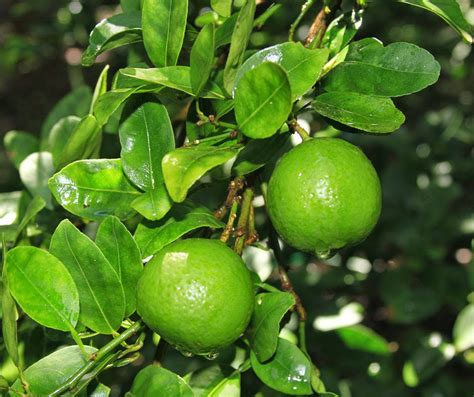 Sweet lime Facts and Health Benefits