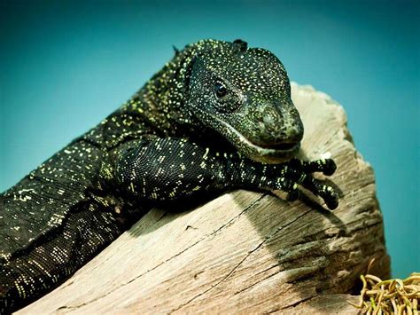 7 of the World’s Most Dangerous Lizards and Turtles | Britannica