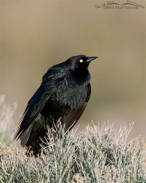 Brewer’s Blackbird male displaying on Antelope Island – Mia McPherson's On The Wing Photography