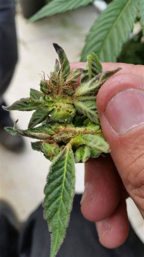 Botrytis In Cannabis - Bud Rot / Gray Mold - DryGair