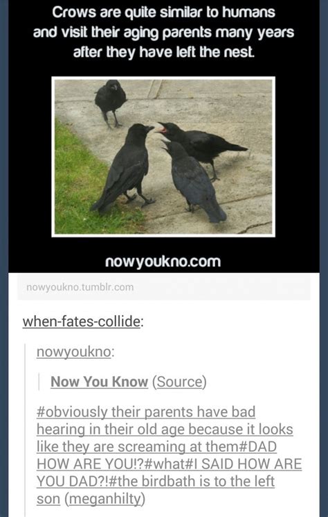 Crows funny pics, funny gifs, funny videos, funny memes, funny jokes. LOL Pics app is for iOS ...