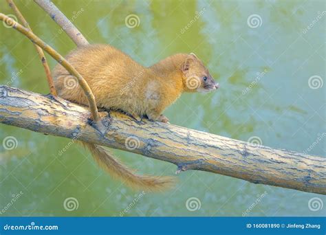 Yellow weasel stock photo. Image of siberian, sibirica - 160081890