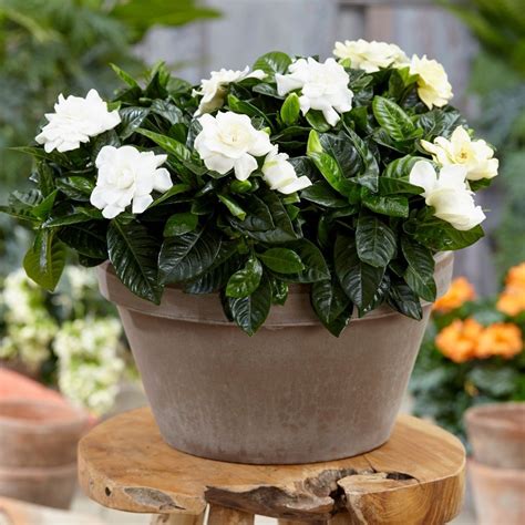 Buy gardenia Gardenia jasminoides: £13.49 Delivery by Crocus