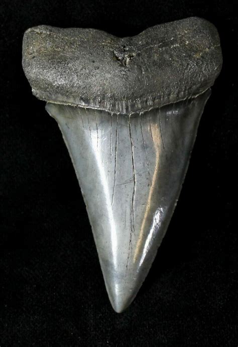 Large Fossil Mako Shark Tooth - 2.43" For Sale (#20758) - FossilEra.com