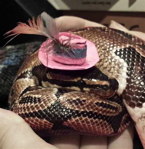 Snakes Wearing Hats - snakes Photo (40137031) - Fanpop