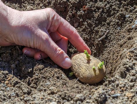 How Deep Should You Plant Potatoes? - Backyard Boss