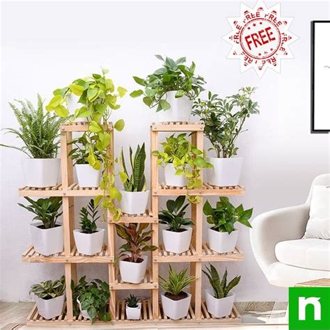 Get 1 Free Plant online at Nurserylive | 6000+ Plant & garden products