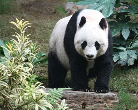 China opens new panda breeding facility - UPI.com