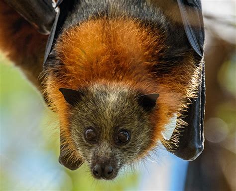 Strategy supports conservation and co-existence with flying-foxes – Scenic Rim Regional Council