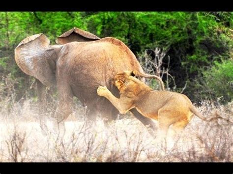 Lion vs Elephant Fight Helpless Elephant #HD - YouTube