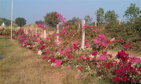 Get Started with Permaculture: The Green Fence